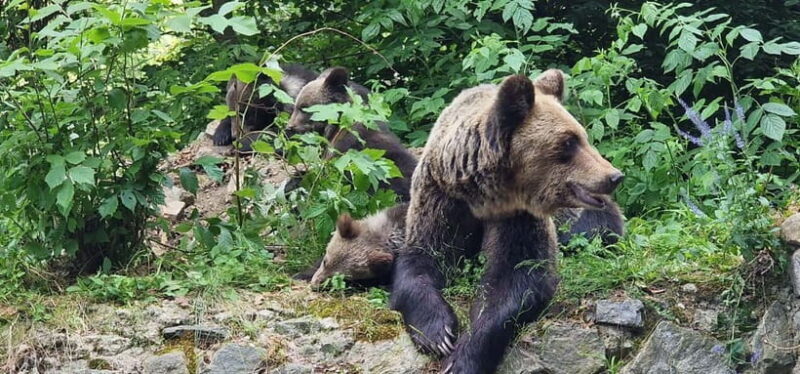 Bucharest: Brown Bears Sanctuary and Quad Tour - What to Expect at the Brown Bears Sanctuary