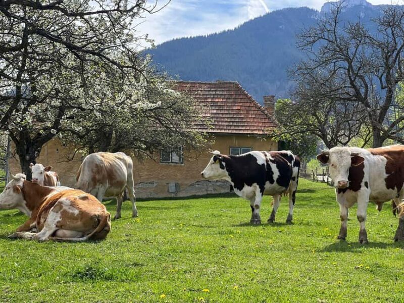 Bucharest: Brown Bears Sanctuary and Quad Tour - The Quad or Buggy Experience