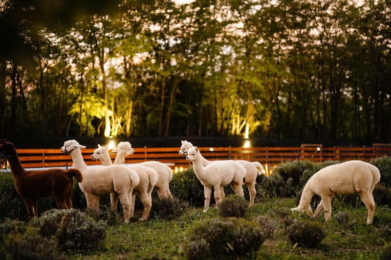 Bucharest: Day Trip at the The Tribe Alpaca Retreat - An authentic and peaceful countryside experience near Bucharest
