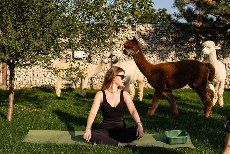 Bucharest: Day Trip at the The Tribe Alpaca Retreat - What makes this tour stand out?