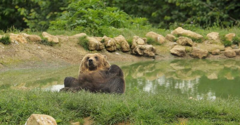 Bucharest: Day Trip to Bear Sanctuary, Bran Castle & Brasov - Who Should Consider This Tour?