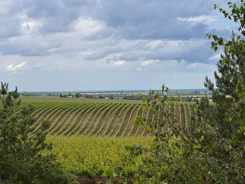 Bucharest: Half-Day Tour of Dealu Mare Wineries - Exploring Romania’s Wine Heartland: A Half-Day Tour of Dealu Mare Wineries from Bucharest