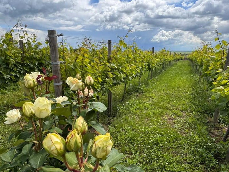 Bucharest: Half-Day Tour of Dealu Mare Wineries - FAQs