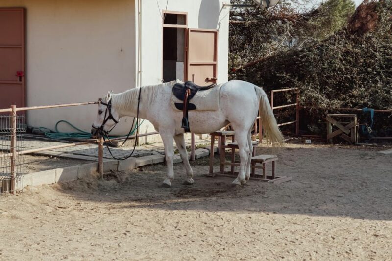 Bucharest: Ranch with Domestic Animals Day Trip - Exploring the Bucharest: Ranch with Domestic Animals Day Trip