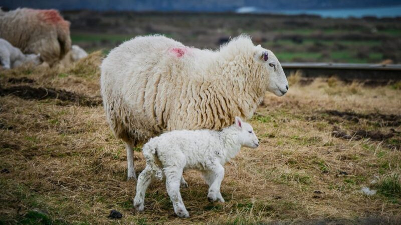 Bucharest: Ranch with Domestic Animals Day Trip - Who Will Enjoy This Tour?