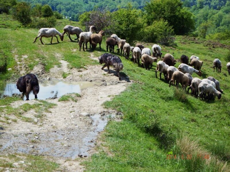 Bucharest: Slanic Salt Mine & Carpathian Mountains Day Tour - Key Points