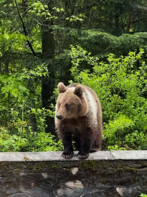 Bucharest: Top Gear Road and Wild Brown Bears Day Trip - Key Points