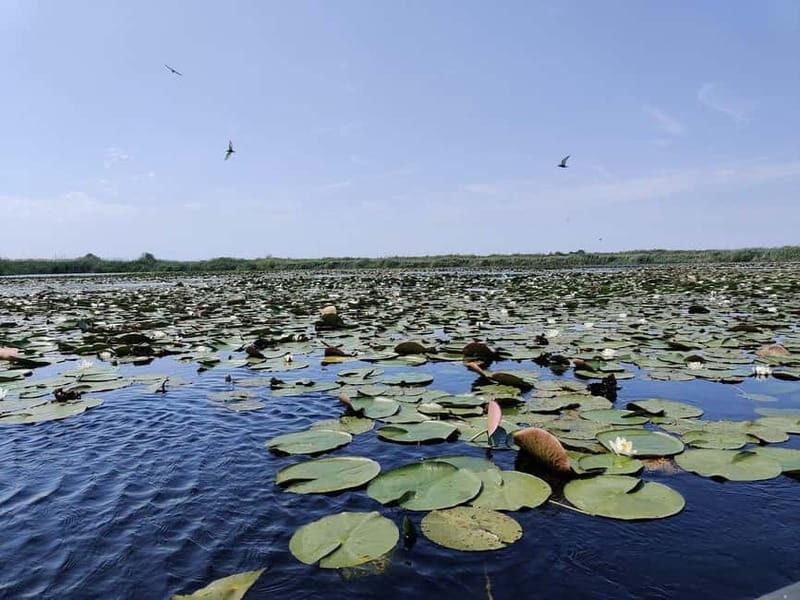 Bucharest: Tour to Danube Delta 2-Days With Boat Tour - The guided boat tour: a highlight of the trip
