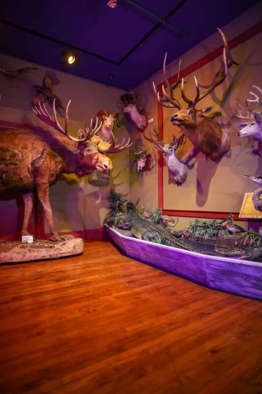 Buckhorn Saloon & Museum / Texas Ranger Museum Entry Ticket - Frequently Asked Questions