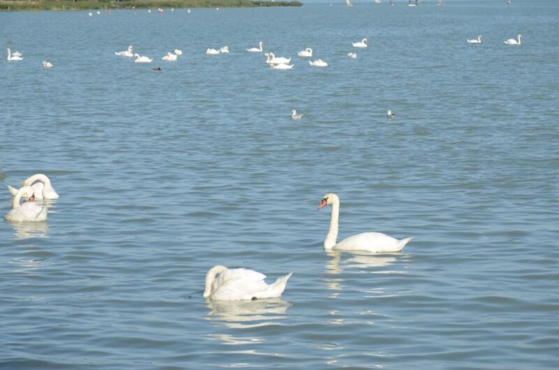 Budapest: Lake Balaton and Herend Full-Day Private Tour - Who Will Love This Tour?