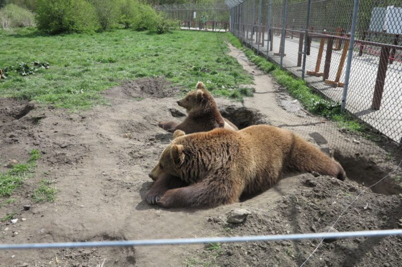 Budapest: Transport & Guided Tour of Bear and Wolf Sanctuary - What Makes This Tour Stand Out