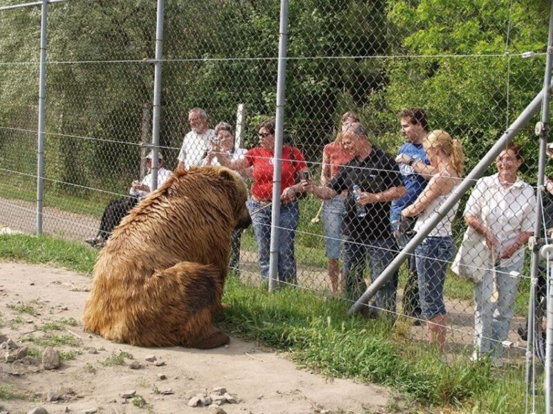 Budapest: Transport & Guided Tour of Bear and Wolf Sanctuary - What Travelers Say
