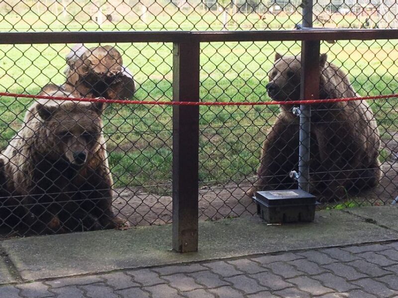 Budapest: Transport & Guided Tour of Bear and Wolf Sanctuary - The Sum Up