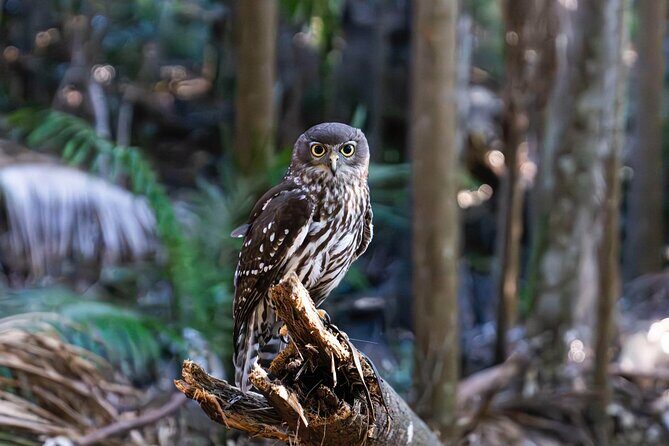 Buderim Forest Flight Owl Encounter and Tour - Final Thoughts