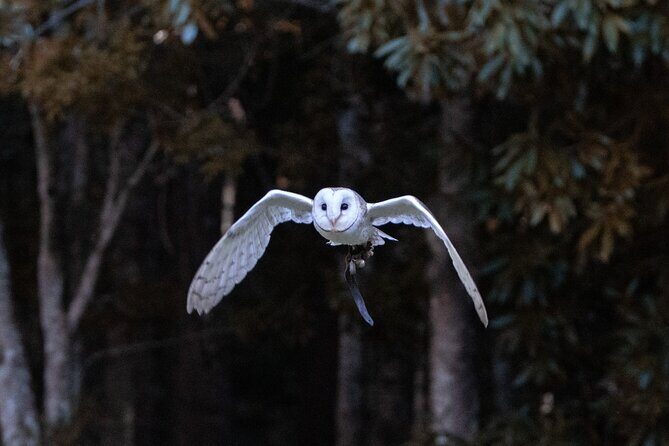 Buderim Forest Flight Owl Encounter and Tour - FAQs