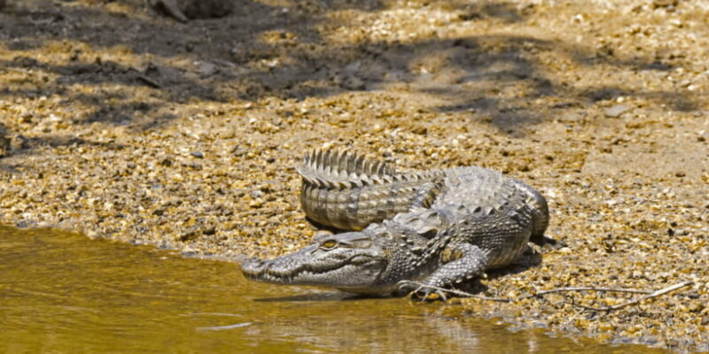 Budget Safari to Wilpaththu National Park from Anuradhapura - An Honest Look at a Budget Safari to Wilpattu National Park from Anuradhapura