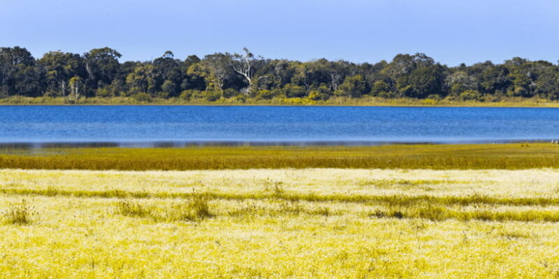 Budget Safari to Wilpaththu National Park from Anuradhapura - Key Points