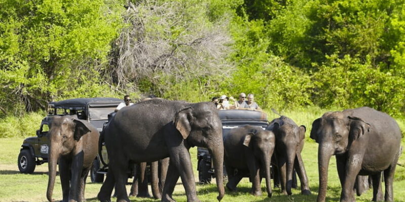 Budget Safari to Wilpaththu National Park from Anuradhapura - What’s Included and What’s Not