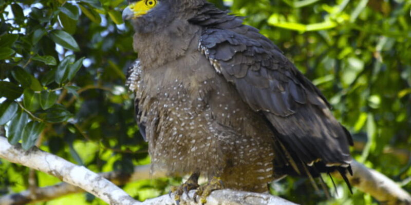 Budget Safari to Wilpaththu National Park from Anuradhapura - Authentic Experiences and Traveler Perspectives