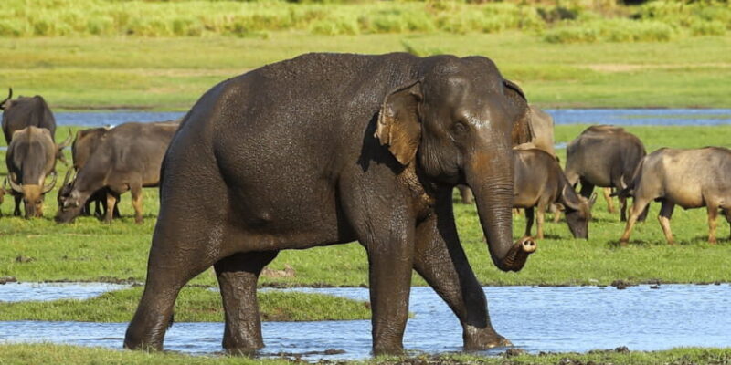 Budget Safari to Wilpaththu National Park from Anuradhapura - Why Choose This Safari?