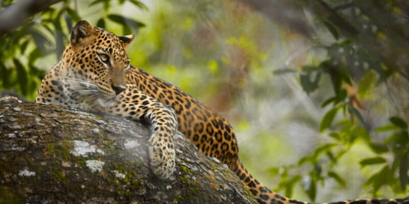 Budget Safari to Wilpaththu National Park from Anuradhapura - Final Thoughts