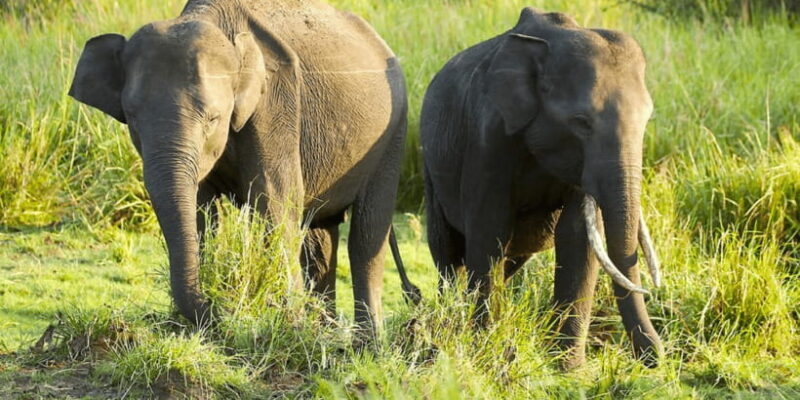 Budget Safari to Wilpaththu National Park from Anuradhapura - FAQ