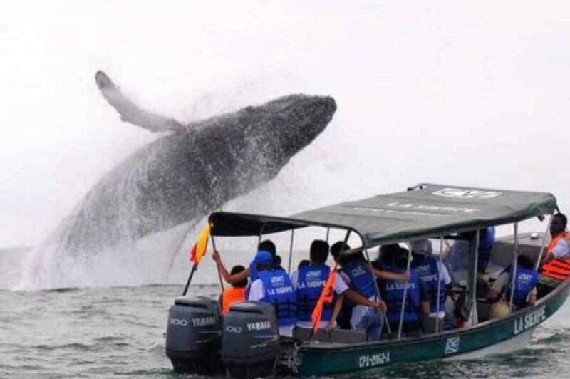 Buenaventura: Pacific Coast Whale Watching Tour - Key Points