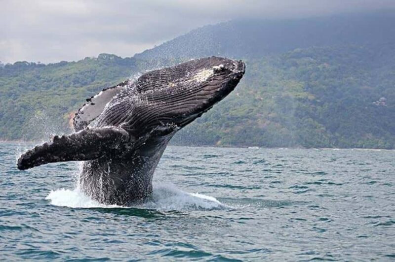Buenaventura: Pacific Coast Whale Watching Tour - Detailed Review of the Buenaventura: Pacific Coast Whale Watching Tour