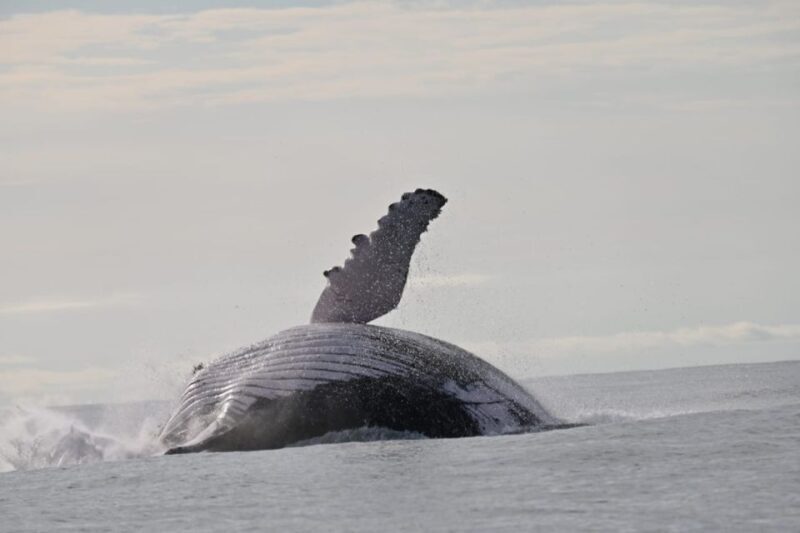 Buenaventura: Whale Watching Trip with Overnight Stay - A Thorough Look at the Whale Watching Tour