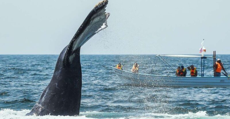 Buenaventura: Whale Watching Trip with Overnight Stay - Final Thoughts: Who Should Consider This Tour?