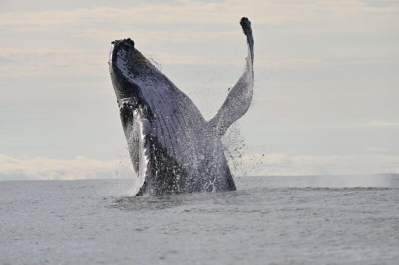 Buenaventura: Whale Watching Trip with Overnight Stay - FAQs