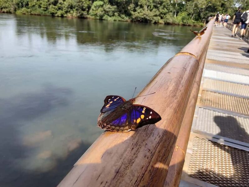Buenos Aires: Iguazu Falls Private Tour with Flights - A Deep Dive into the Iguazu Falls Private Tour
