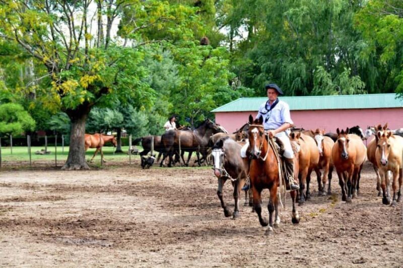 Buenos Aires: Santa Susana Ranch Day Tour, BBQ & Shows - FAQ