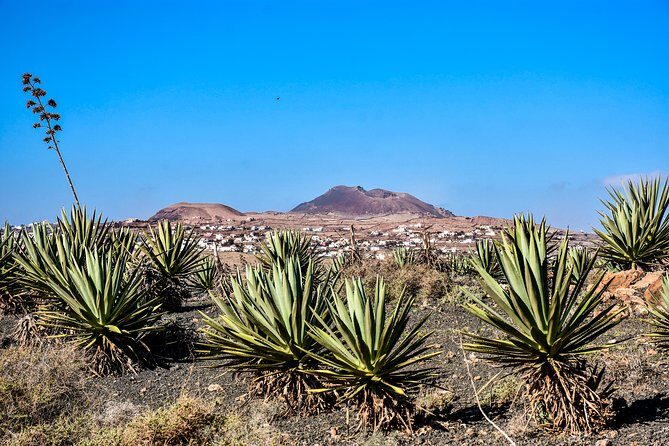 Buggy Fuerteventura Off-Road Excursions - Practical Details and Value
