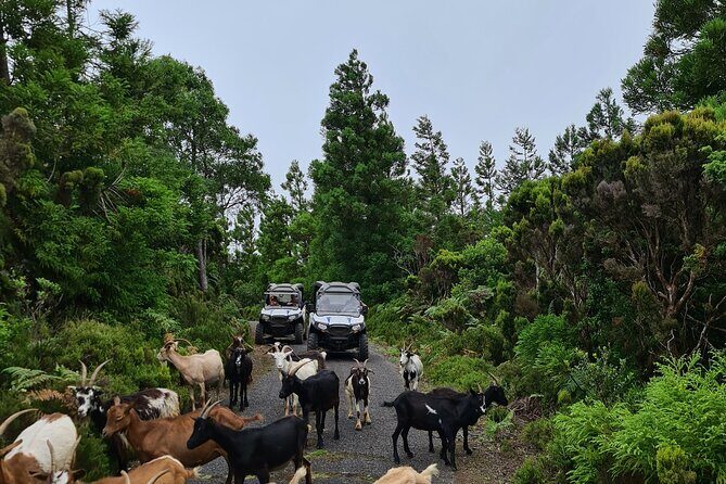 BUGGY TOUR - West / Center of the island (off-road) - Final Thoughts