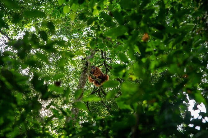 Bukit Lawang Berastagi 4 Days 3 Nights Volcano & Jungle Trekking - FAQs