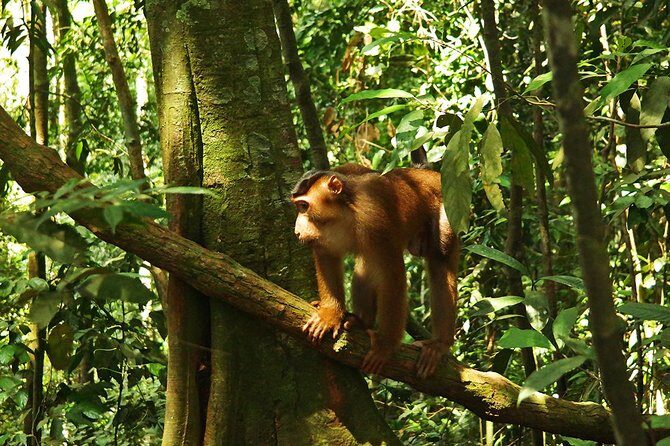 Bukit Lawang Full Day Jungle Trek - Why This Tour Stands Out