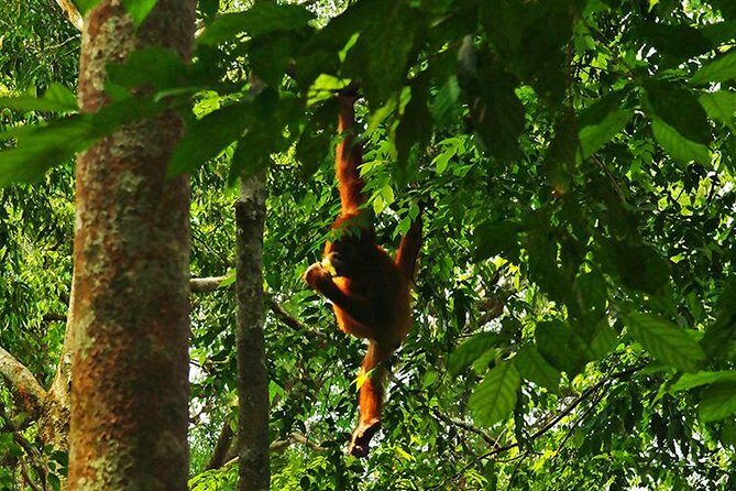 Bukit Lawang Full Day Jungle Trek - FAQs About Bukit Lawang Jungle Trek