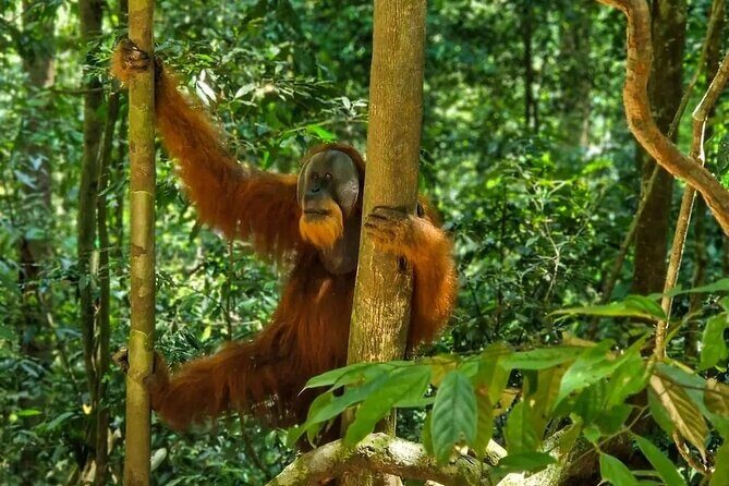 Bukit Lawang Jungle Trek Sumatran Safari - Key Points