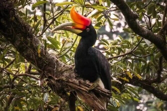 Bukit Lawang Jungle Trek Sumatran Safari - A Closer Look at the Bukit Lawang Jungle Trek Sumatran Safari