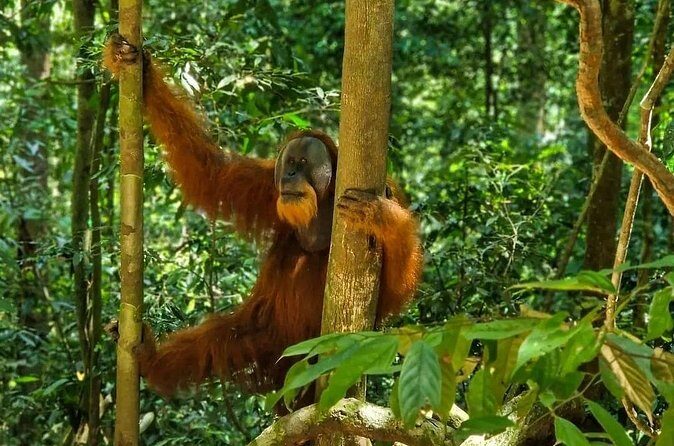 Bukit Lawang Jungle Trek Sumatran Safari - FAQs