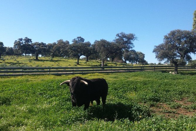 Bull Breeding Farm: Guided Half-Day Tour from Seville - Exploring the Details of the Bull Breeding Farm Tour