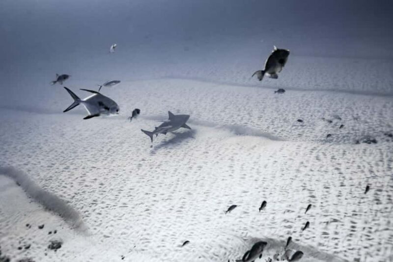 Bull Shark Dive in Playa del CarmenDive Machine Experience - What to Keep in Mind