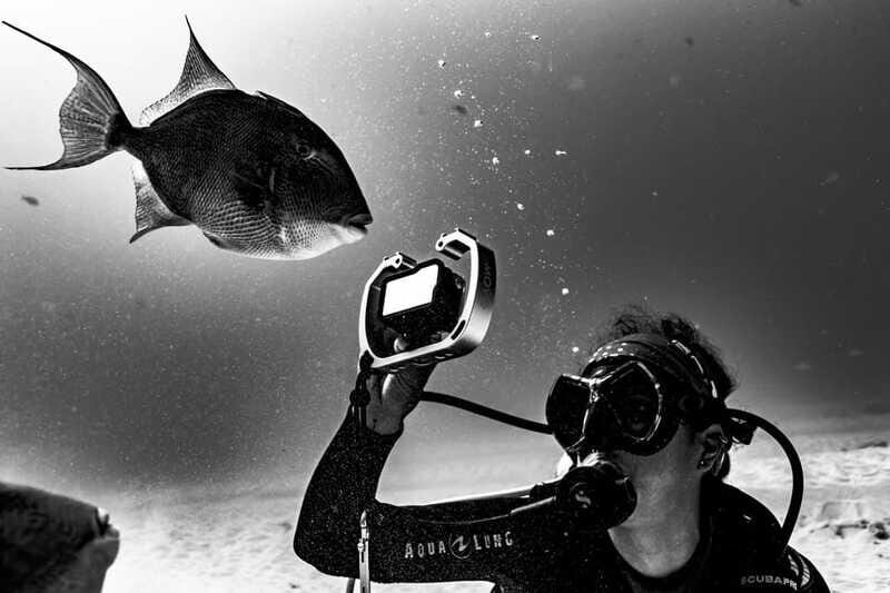 Bull Shark Dive in Playa del CarmenDive Machine Experience - Who Will Love This Tour?