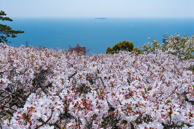 Bullet Train Experience and Atami Museum of Art Private Tour - Key Points