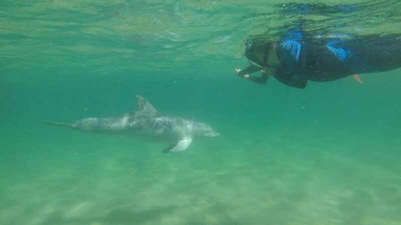 Bunbury: Swim with Dolphins Tour - An In-Depth Look at the Bunbury Dolphin Swim Tour