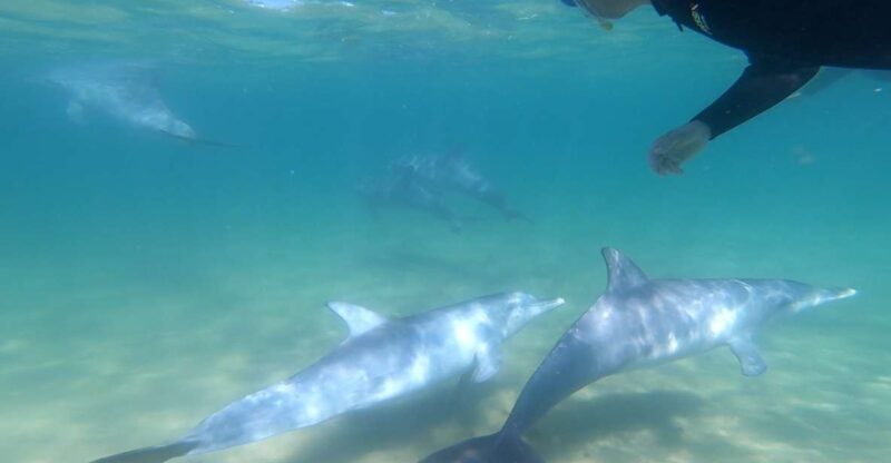 Bunbury: Swim with Dolphins Tour - Practical Tips for Making the Most of Your Tour