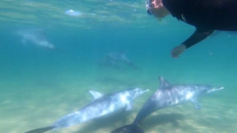 Bunbury: Swim with Dolphins Tour - Frequently Asked Questions