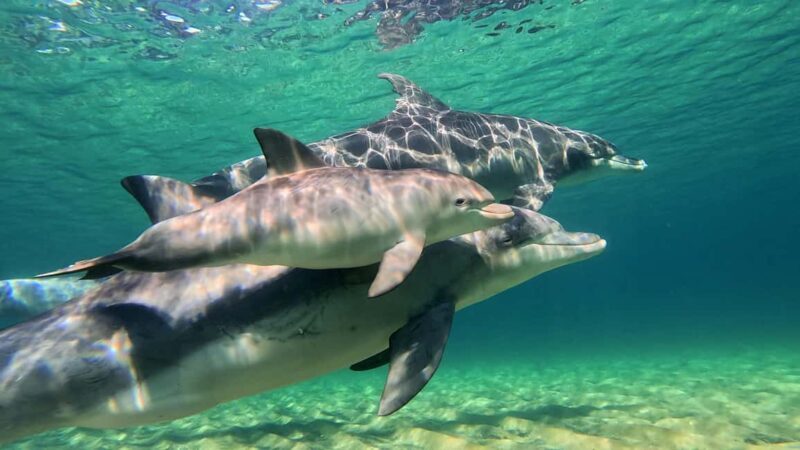 Bunbury: Swim with Dolphins Tour - Final Thoughts