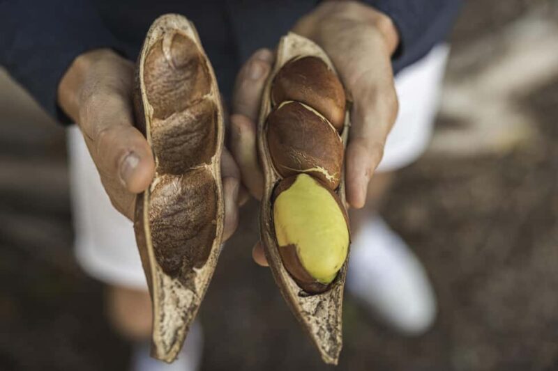 Bundaberg: Half Day Indigenous Experience with Morning Tea - FAQ